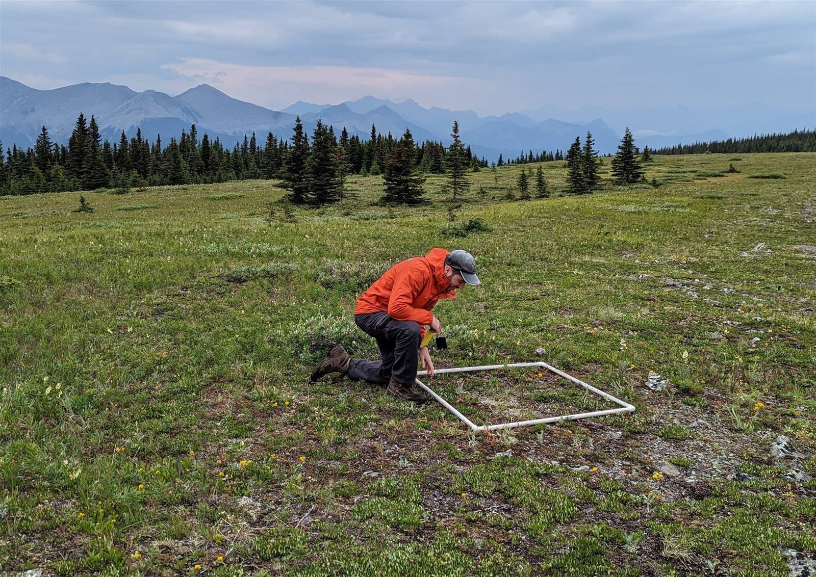 Alessandro Filazzola conducting a vegetation survey with a quadrat in an alpine meadow in the Canadian Rockies
